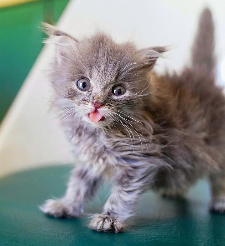 fluffy kitten tongue